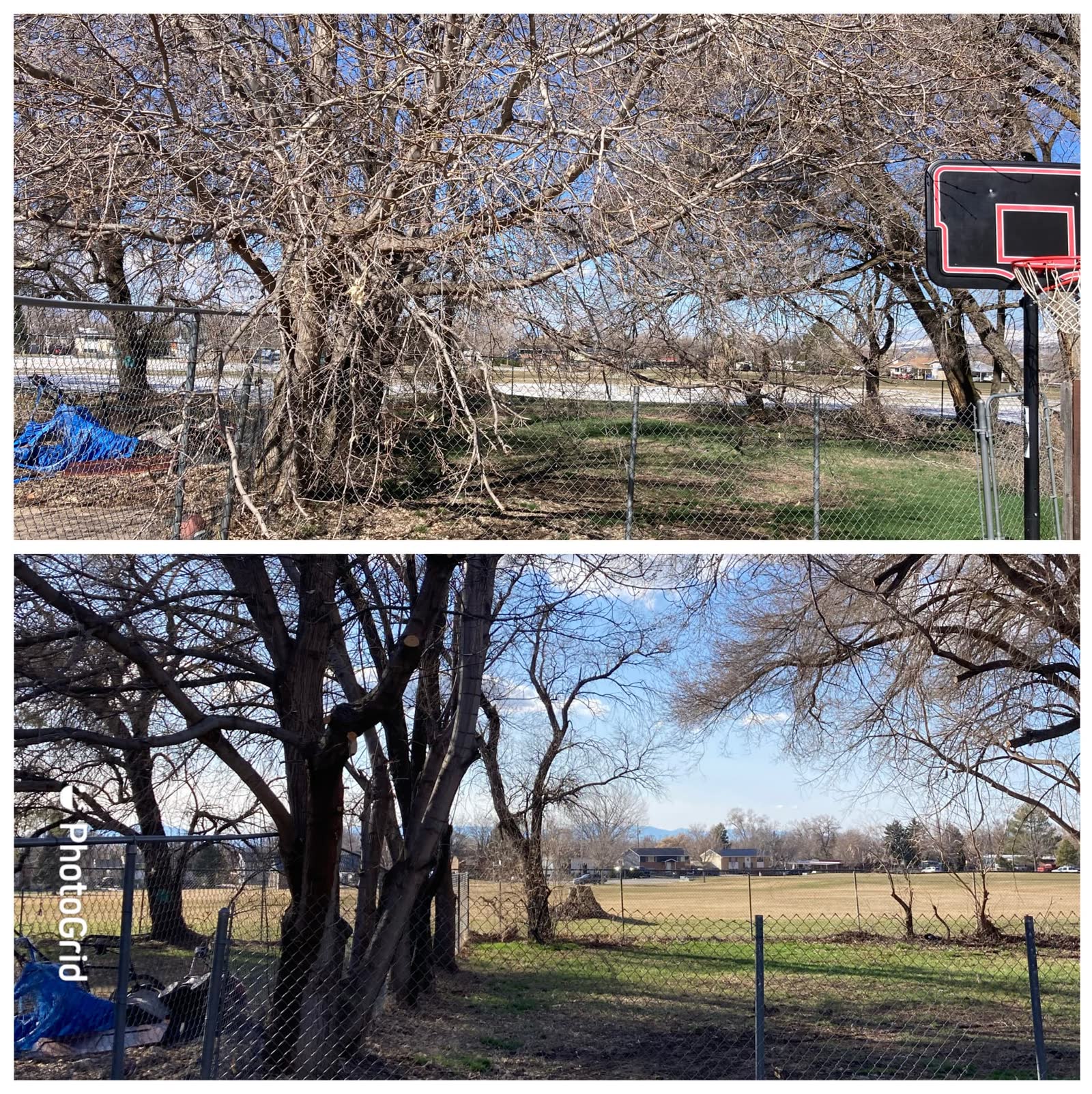 Before and after photo of overgrown trees cleared back off a chain link fence in Utah
