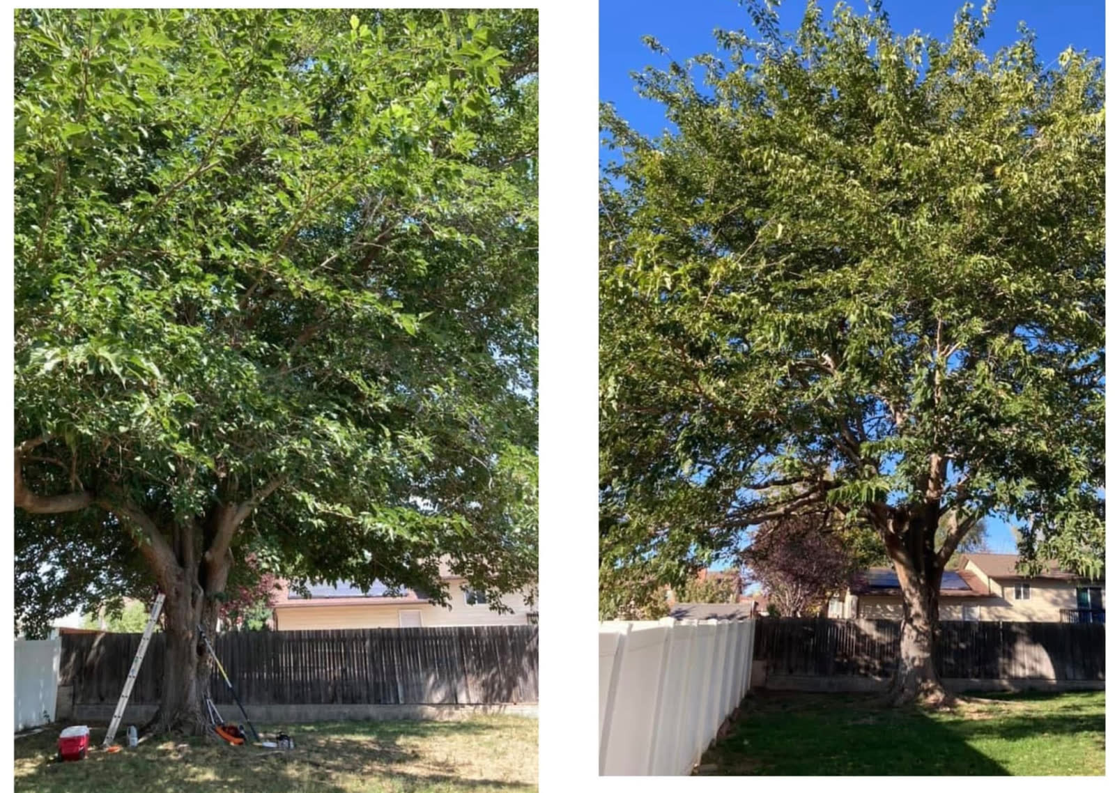 Before and after photo of a large backyard tree trimmed and thinned in Davis County, Utah