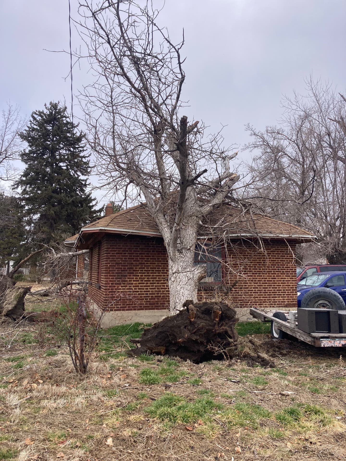 Dead tree uprooted and leaning against a brick house in Davis County, Utah