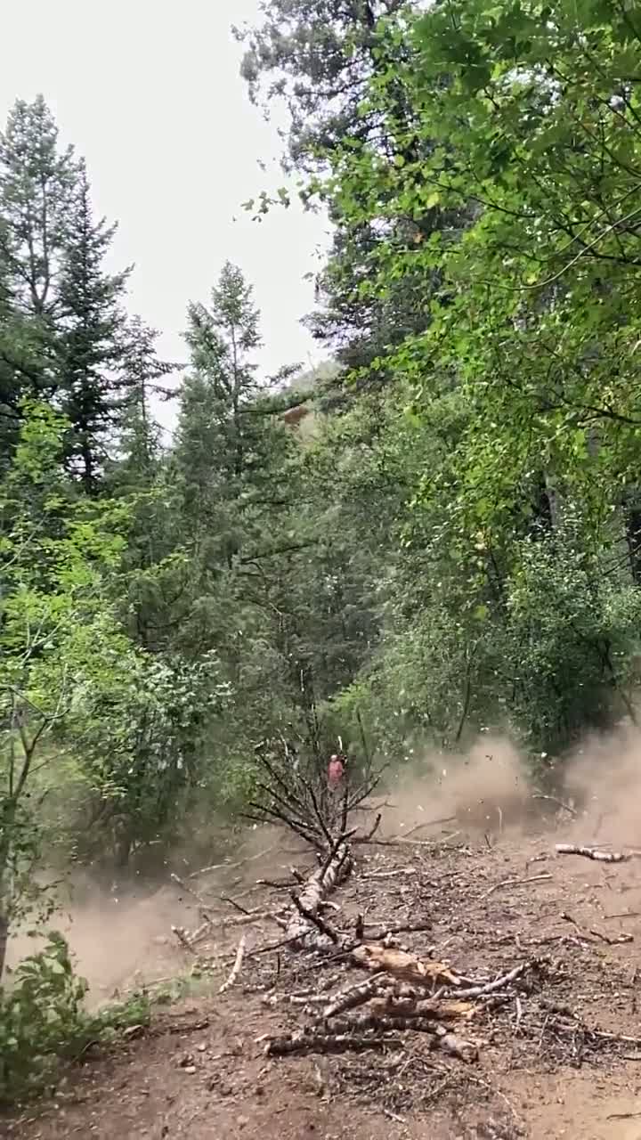 Tree service work in Roy, Utah